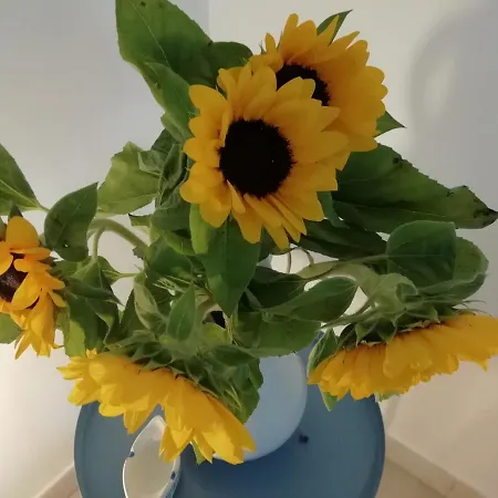 Maria Каровиньо